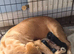 Springador pups