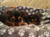 Jack Russell cross puppies
