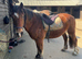 For share 15hh Welsh sec D 1-2 days per week
