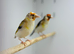 Siberian goldfinche