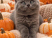 Beautiful British Shorthair Kittens