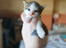 Litter of 5 kittens looking for forever homes
