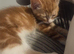9 week female kitten
