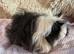 Guinea pig sows Alpaca adults