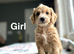 Adorable cockapoo puppies ready end of June