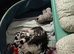 Yorkshire terrier x Jack russell pups