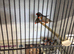 Zebra finches