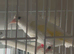 White British goldfinch cock 2025