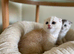 3 unique Scottish folds!