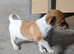 Jack Russell rare colours only two left reduced