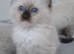 Ragdoll kittens ready now