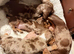 Miniature short hair dachshund