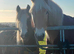Cracking 15hh gelding