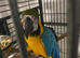 Steady Macaw talks not tame