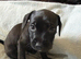 Potterdale puppies