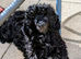 Toy poodle puppy last girl KC reg Fully Vac 18 wks old