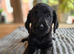 4 Gorgeous Labradoodle Girls