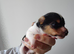 Gorgeous Pedigree Jack Russell Puppies