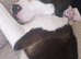 American bulldog cross