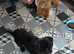 Two beautiful little boys shihzu pups