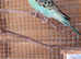 1 male 8.5 week old budgie £45