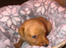 Beautiful KC Fox Red Labrador Puppies