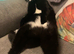 Magic 2 year spayed female