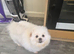 Rehoming my two beautiful Pomeranians girls