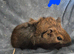 Piggies of all kind x
