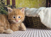 Pure Maine coon kittens