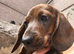 READY NOW jeatifil red brindle miniature dachshund boy