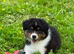 Australian Shepherd Puppies