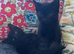 4 lovely kittens