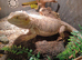 Bearded dragon and full set up