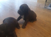 6 Cocker Spaniel puppies