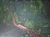 Young Chinese water dragon.
