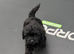 Maltipoo puppies