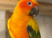 Beautiful young conure parrot