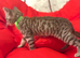 Six Beautiful Bengal &times; British Longhair Kittens