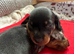 4 week old smooth haired miniature dachshund for sale
