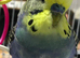 Hand tame baby budgie