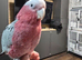Galah Cockatoo Hand Reared
