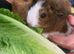 Bonded pair of male guinea pigs