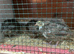 Jumbo quail for sale £8