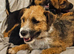 Traditional jack Russell puppies