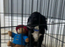 Cockapoo puppy’s