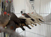 Pair Zebra finches