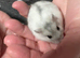Baby Winter White Russian hamsters from show stock
