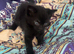 4 cute and mischievous kittens looking for their forever homes