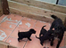 Cockapoos